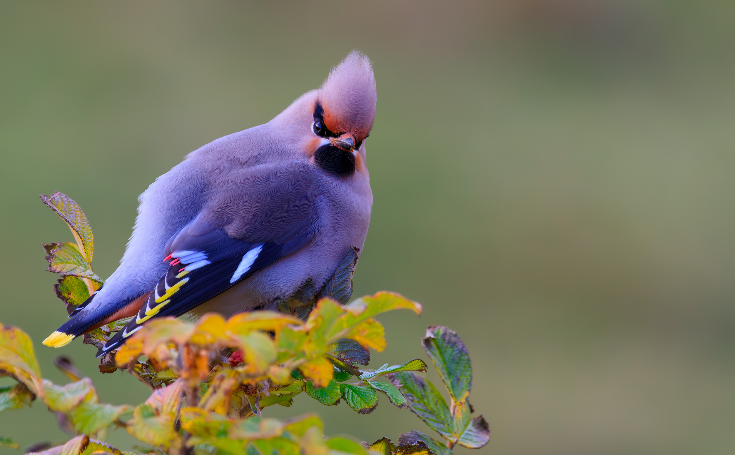 Waxwing Bombycilla garrulus looking 